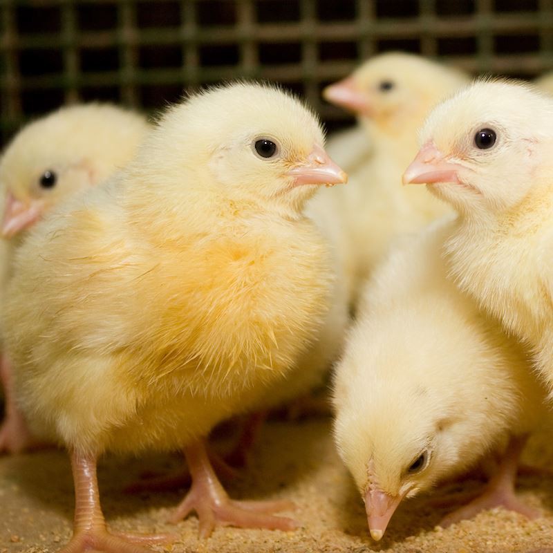 ब्रायलर स्टार्टर फीड